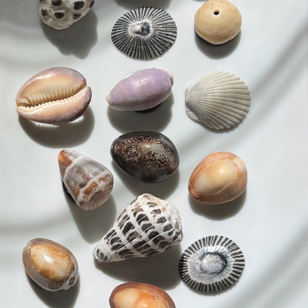 Kauai shell magnets