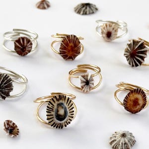 May include: A collection of adjustable rings featuring small, conical limpet shells as the centerpiece. The shells display natural radial patterns in shades of brown, white, and grey. The ring bands are made of thin, polished gold-toned metal wire.