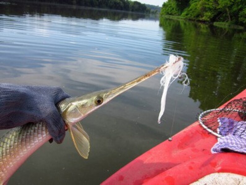 Gar Catcher Rope Lure Large Trophy Size White Flat Rate Shipping Etsy