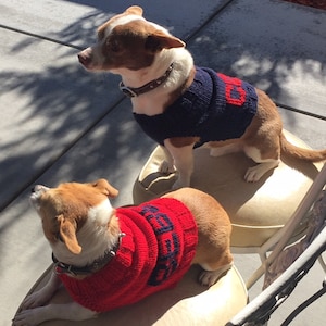 Può includere: Due piccoli cani che indossano maglioni di lana rossi e blu con la scritta "Raiders" su di essi. I cani sono seduti su sedie e guardano in alto.