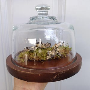 Verkauf Vintage 1980er Jahre Glas und Holz Käseheber Cloche Dome Dekoration Apotheker