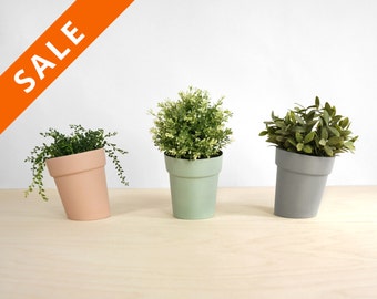 May include: Three potted plants in different colored pots. The pots are light pink, light green, and light gray. The plants are all green and leafy.
