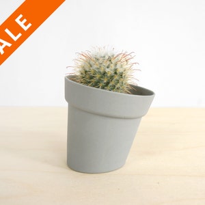 Könnte beinhalten: Eine kleine Kakteenpflanze mit weißen Stacheln und roten Spitzen, die in einem grauen Keramiktopf mit einem schrägen Rand wächst.