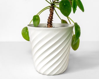 May include: A white ceramic planter with a swirling, textured design. A green plant with round leaves is growing in the planter.
