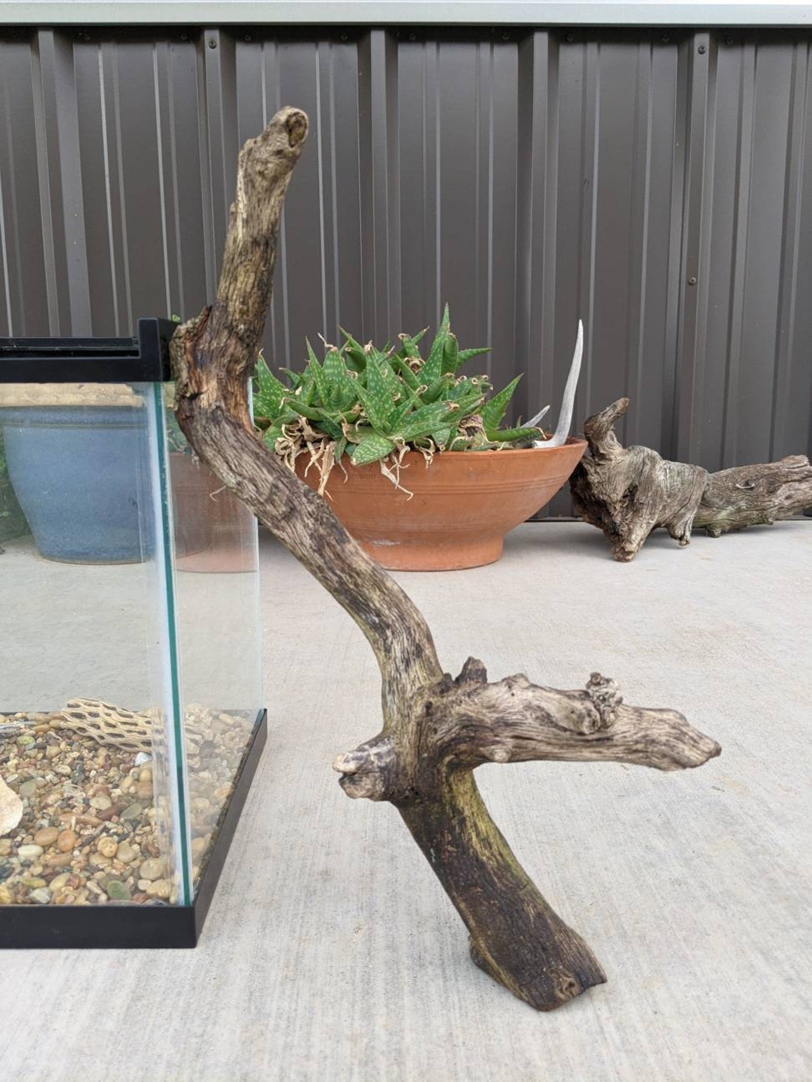 Natural found branch stump for aquarium or critter habitat Etsy