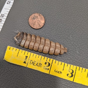 May include: A brown rattlesnake skin measuring approximately 2 inches long next to a US penny and a yellow measuring tape.