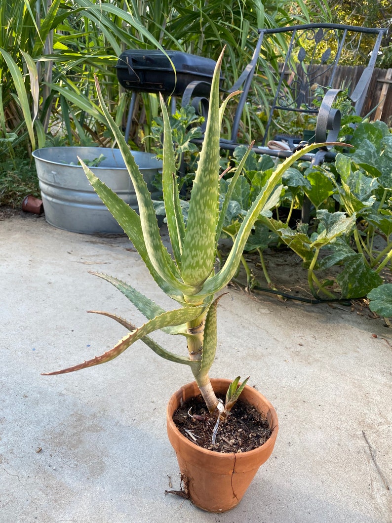 Rare Aloe Vera Tall Trunk Red Tips Rooted Plant Etsy