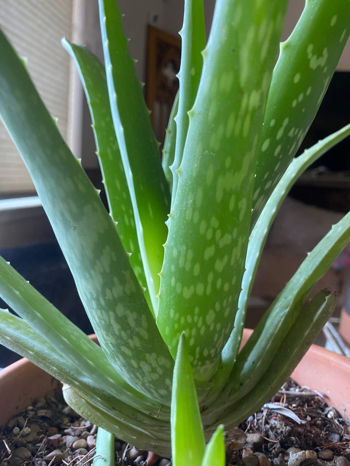 Light Green Aloe Vera Plant White Spots Rooted Etsy