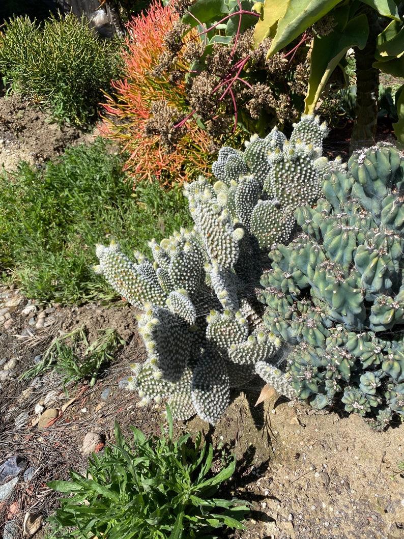 Small Bunny Ears Prickly Pear Cactus Plant Yellow Flowers ...