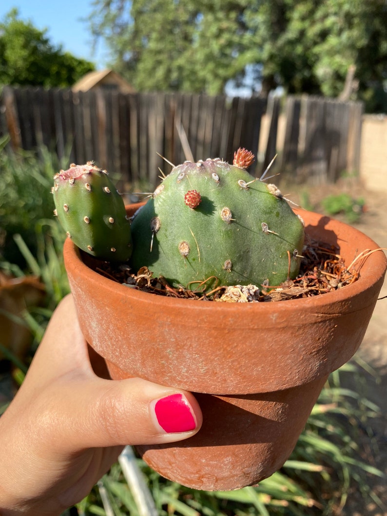 Small Prickly Pear Cactus Pad with Orange/Red Flowers ...