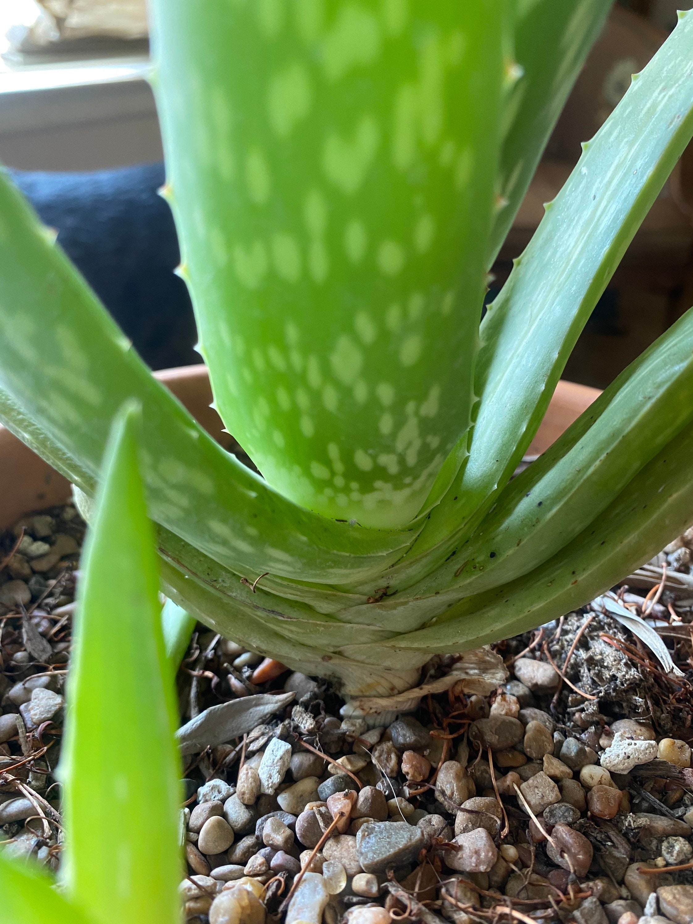 Light Green Aloe Vera Plant White Spots Rooted Etsy