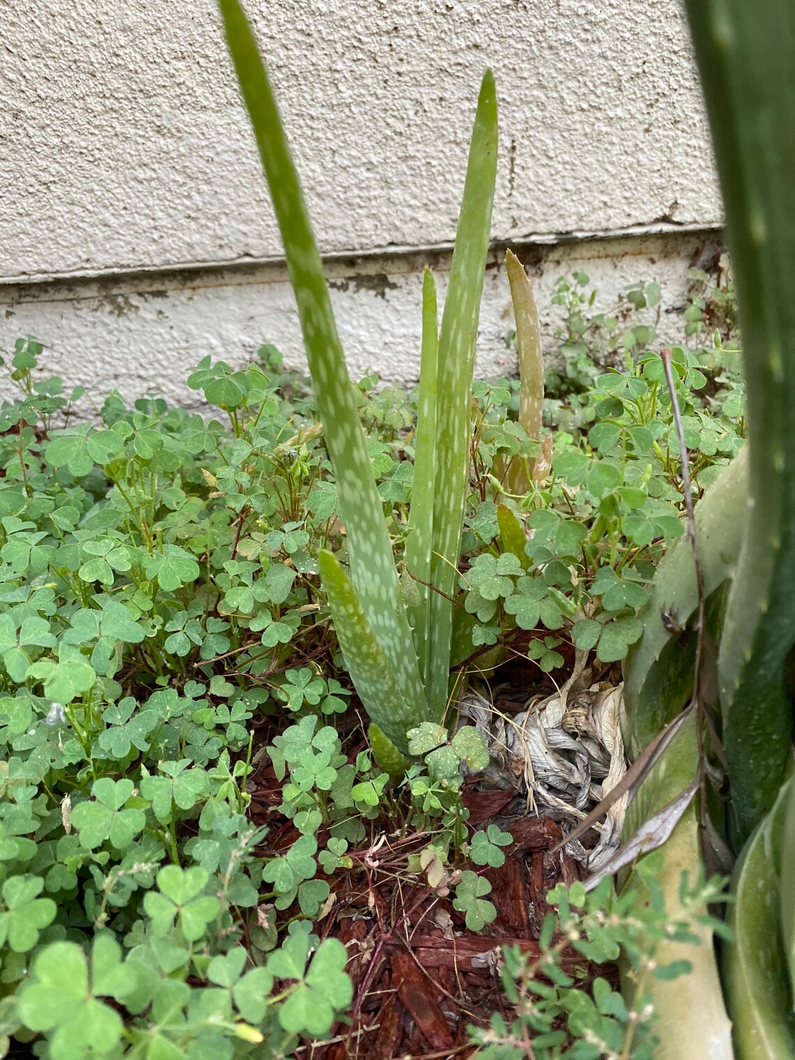 Light Green Aloe Vera Plant White Spots Rooted Etsy