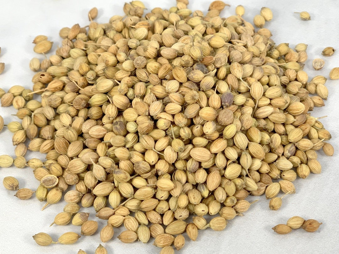 Indian Coriander Seed Whole High Quality Spices Etsy