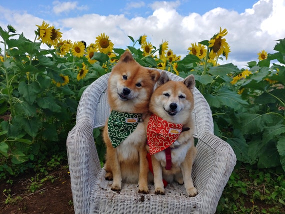 Kawaii Shiba Co Karakusa Japanese Shiba Inu Dog Bandana With Adjustable Collar And Matching Color Bell