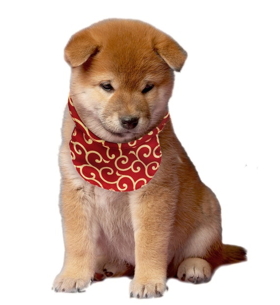 Shiba inu small best sale dog