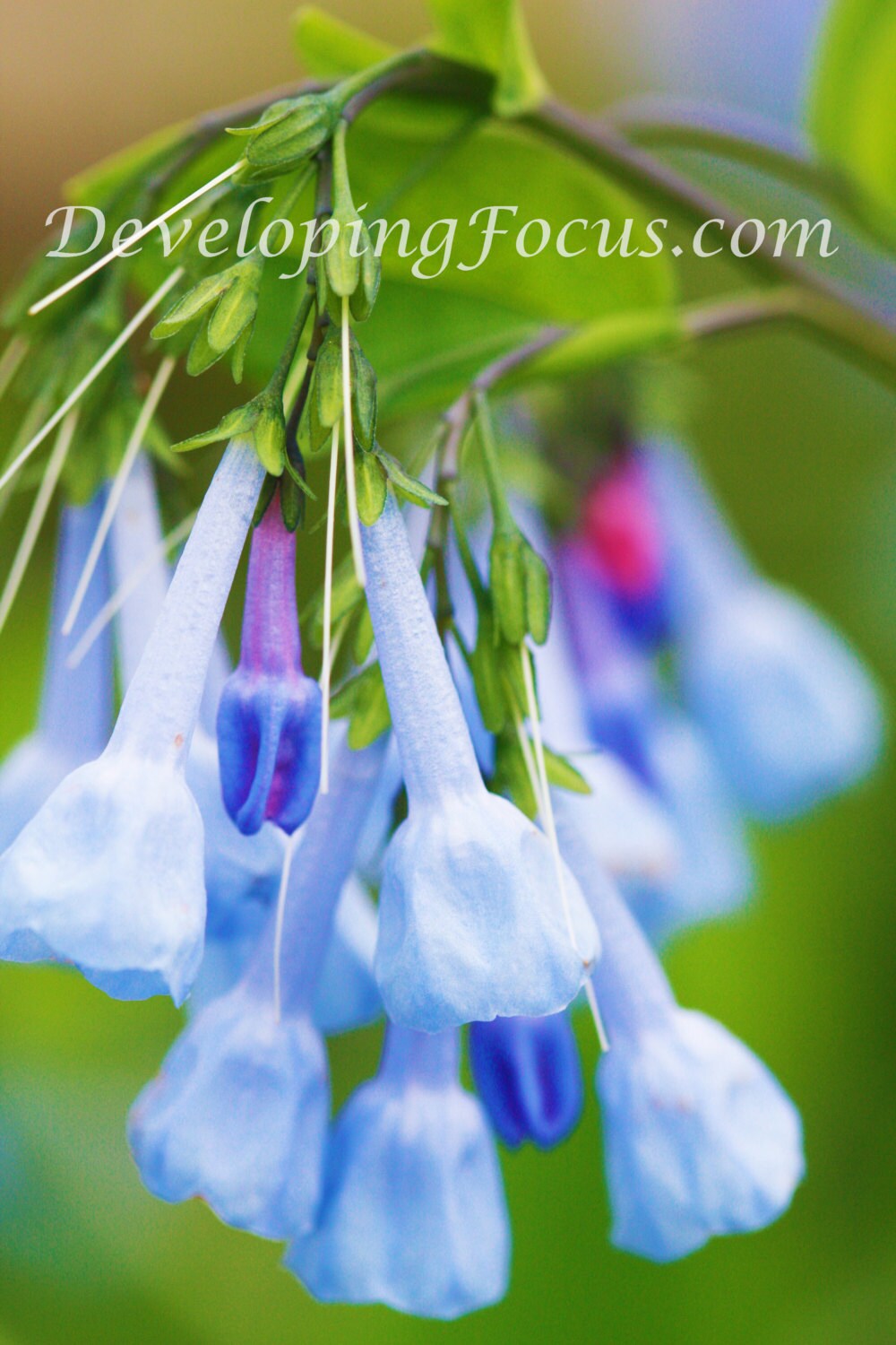 Virginia Bluebells Flower Macro Photography Art Print Blue ...