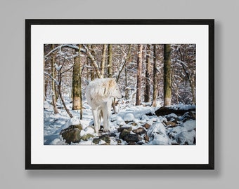 Fotografía de vida silvestre, fotografía de lobos, fotografía de animales, lobo, reserva de lobos Lakota, impresión fotográfica de Nueva Jersey, arte del lobo