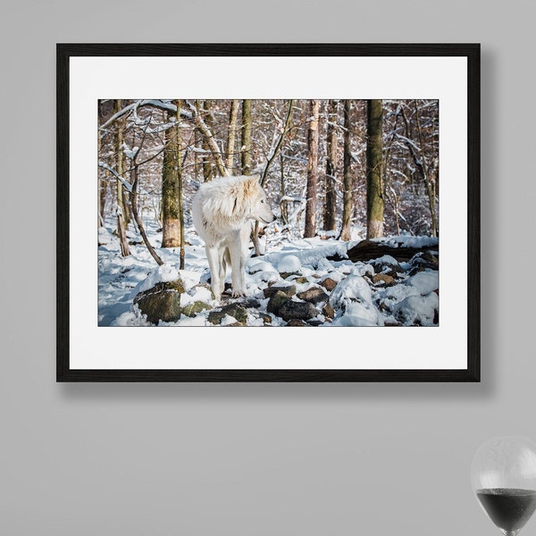 Wildlife Photography, Wolf Photography, Animal Photography, Wolf, Lakota Wolf Preserve, New Jersey Photo Print, Wolf Art