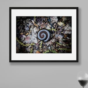 Natur-Fotografie, Tausendfüßler, Insekten Fotografie, Musik-Fotografie, Nine Inch Nägel, Abwärtsspirale, Rock Musik, Musik-Foto-Print