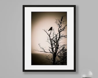 Puede incluir: Una fotografía en blanco y negro de un pájaro solitario posado en una rama de árbol desnuda contra un cielo brumoso y sepia.