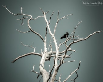 May include: A black crow perched on a bare, white tree branch against a gray sky.