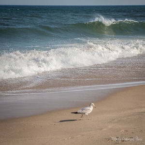 New Jersey Photography, Jersey Shore, Point Pleasant Beach, Seagull, Beach Photo Print - Color and black & white available