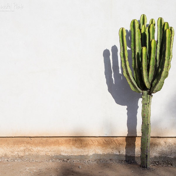 San Diego Photography, California, Old Town, Nature Photography, Cactus Photo Print