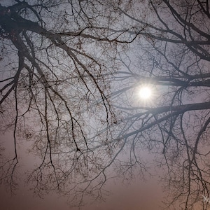 May include: A silhouette of bare tree branches against a hazy, light pink sky with a bright, white sun shining through the branches.