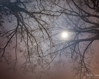 Night Photography, Moon, Full Moon, Supermoon, Tree Photography, Multiple Exposure, Supermoon Photo Print