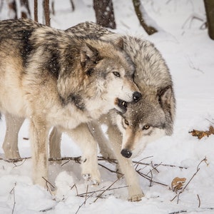 Wildlife Photography, Wolf Photography, Animal Photography, Wolf, Lakota Wolf Preserve, New Jersey Photo Print, Wolf Art - Four Variations