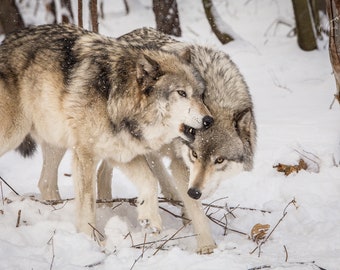 Wildlife Photography, Wolf Photography, Animal Photography, Wolf, Lakota Wolf Preserve, New Jersey Photo Print, Wolf Art - Four Variations