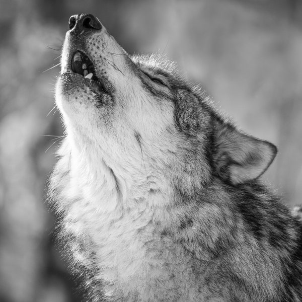 Wildlife Photography, Wolf Photography, Animal Photography, Wolf, Timber Wolf, Lakota Wolf Preserve, New Jersey Photo Print, Wolf Art
