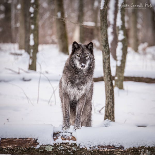 Wildlife Photography, Wolf Photography, Animal Photography, Wolf, British Columbian Wolf, Lakota Wolf Preserve, New Jersey Photo Print