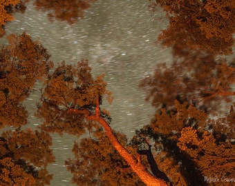 Night Photography, Star Photography, Star Trails, Camping, Campfire, Nature, Nature Photography, Night Photo Print