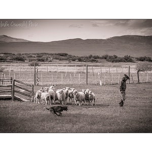 Argentina Photography, El Calafate, Patagonia, Gaucho, Cowboy, Sheep, Animal Photography, Travel Photography