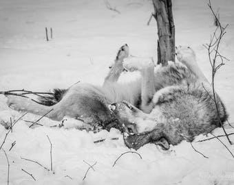 Wildlife Photography, Wolf Photography, Animal Photography, Wolf, Timber Wolf, Lakota Wolf Preserve, New Jersey Photo Print, Wolf Art