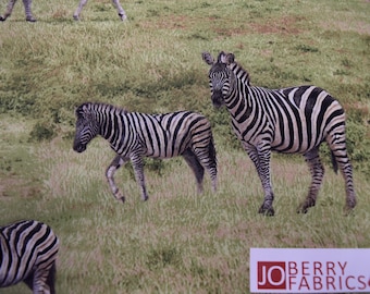 Zebras from the Born Free Collection, Fabri-Quilt, Quilt or Craft Fabric, Fabric by the Yard.