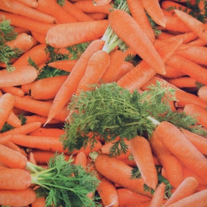 Carrots from the Food Festival Collection by Elizabeth&#39;s Studio. Fabric by the Yard #2396