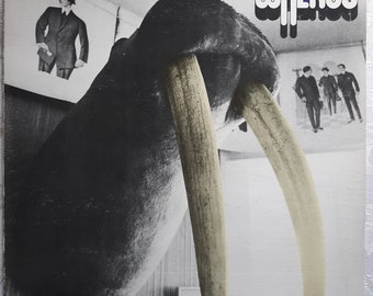 Vintage Rock LP: Walrus by Walrus, Gatefold, Janus Records