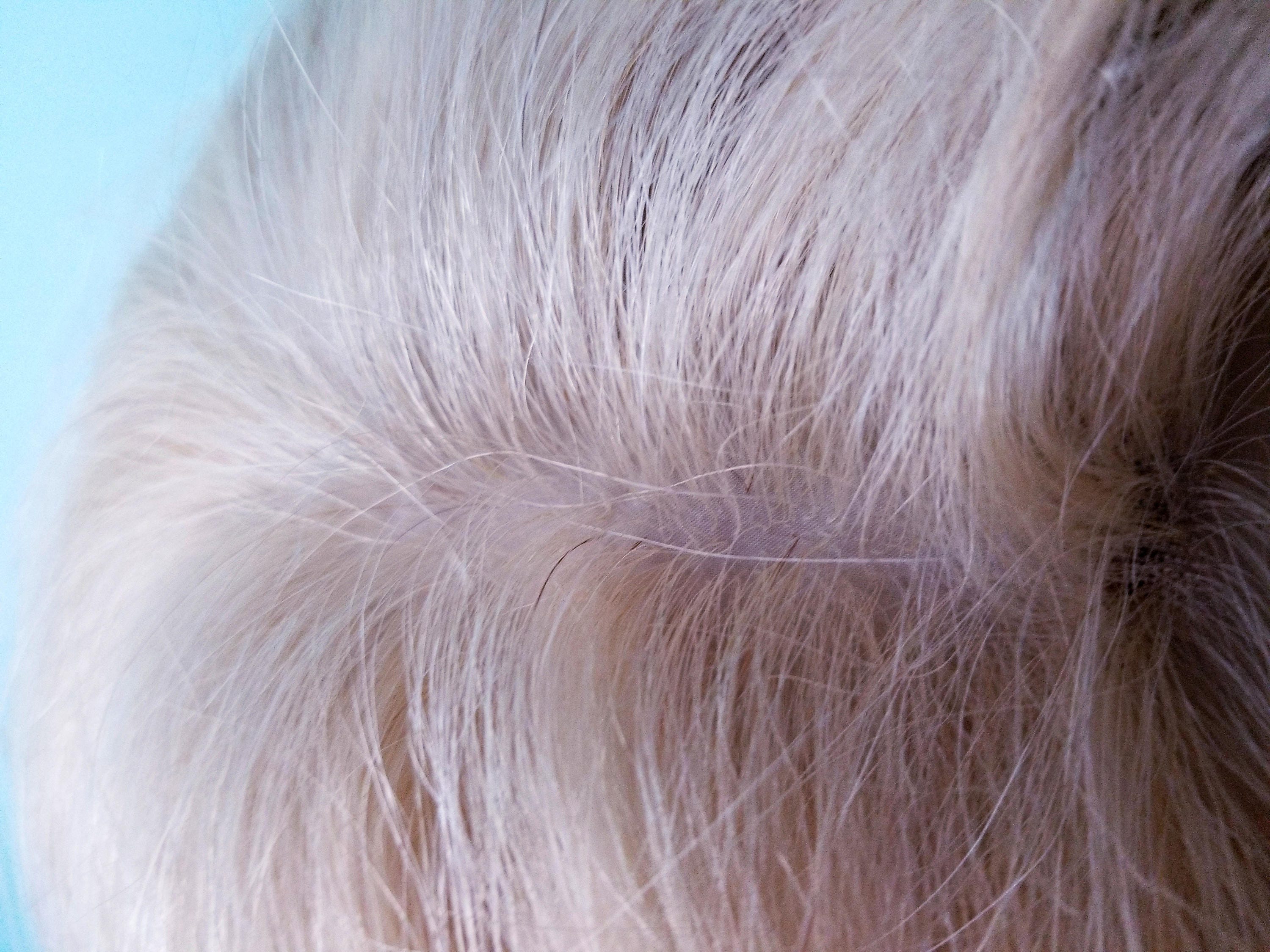 Glueless Silk Top Remi Remy Full Lace Wig Human Hair Indian - Etsy