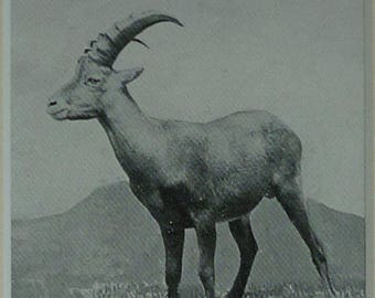 1901 Antique Alpine Ibex Print, Farming Gift for Farmer, Mountain Goat Decor, Available Framed, Farm Art, Victorian Animal Picture, Alps Art
