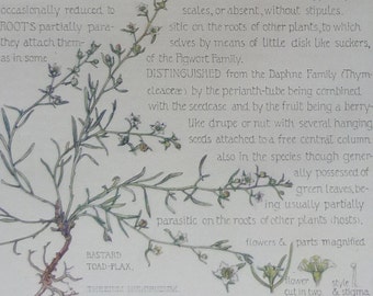 Isabel Adams Etsy