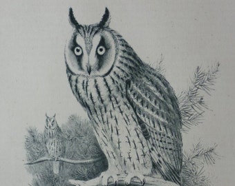 Vintage 1946 Long Eared Owls Print - Chicks In Nest - Ornithology - Woodland - Nocturnal Bird - Josef Wolf - Nature - Matted - Gift