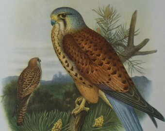 Vintage print of colour illustration of a Kestrel - Gould's Birds of Great Britain - 1940's - Joseph Wolf - bird of prey