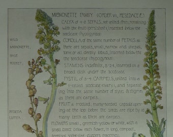 1907 Antique Botanical Print of Wild Mignonette and Yellow Rocket, H Isabel Adams, Edwardian plant art, vintage conservatory decor, Flower