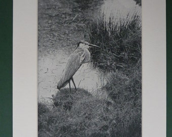 Fischreiher Vogel Graureiher grau Aquarell Geschenk Druck Poster Bild Din A4 Kunstdruck ungerahmt