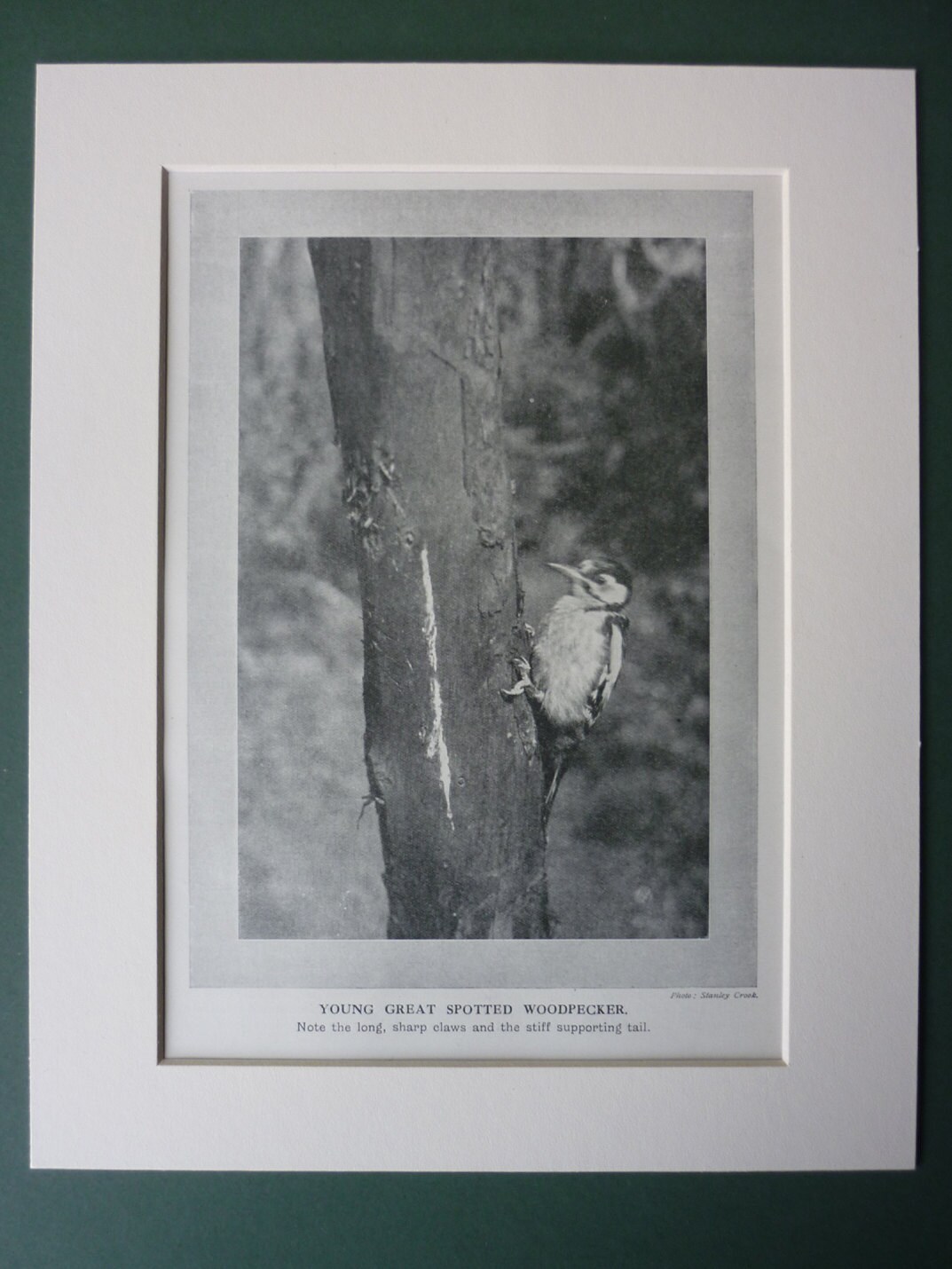 Image of 1920S Great Spotted Woodpecker Matted/Mounted Print - Nature Bird Ornithology Natural World Zoology Antique Vintage Tree