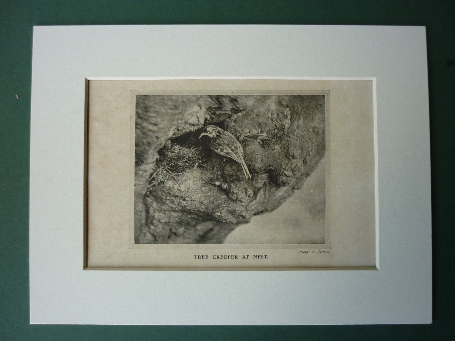 Image of 1920S Print Of Tree Creeper, Matted To Fit 8" X 6" Frame - Nest Bird Ornithology Nature Treecreeper Black & White
