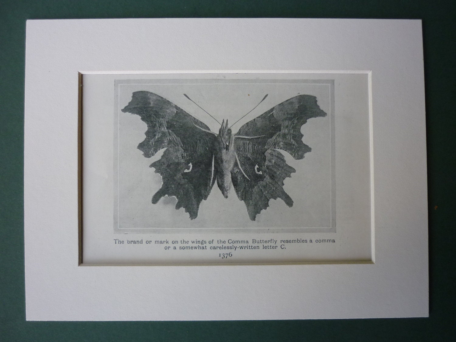 Image of 1920S Print Of Comma Butterfly, Matted To Fit 8" X 6" Frame - Wood Tree Country Countryside Nature Woodland Black & White