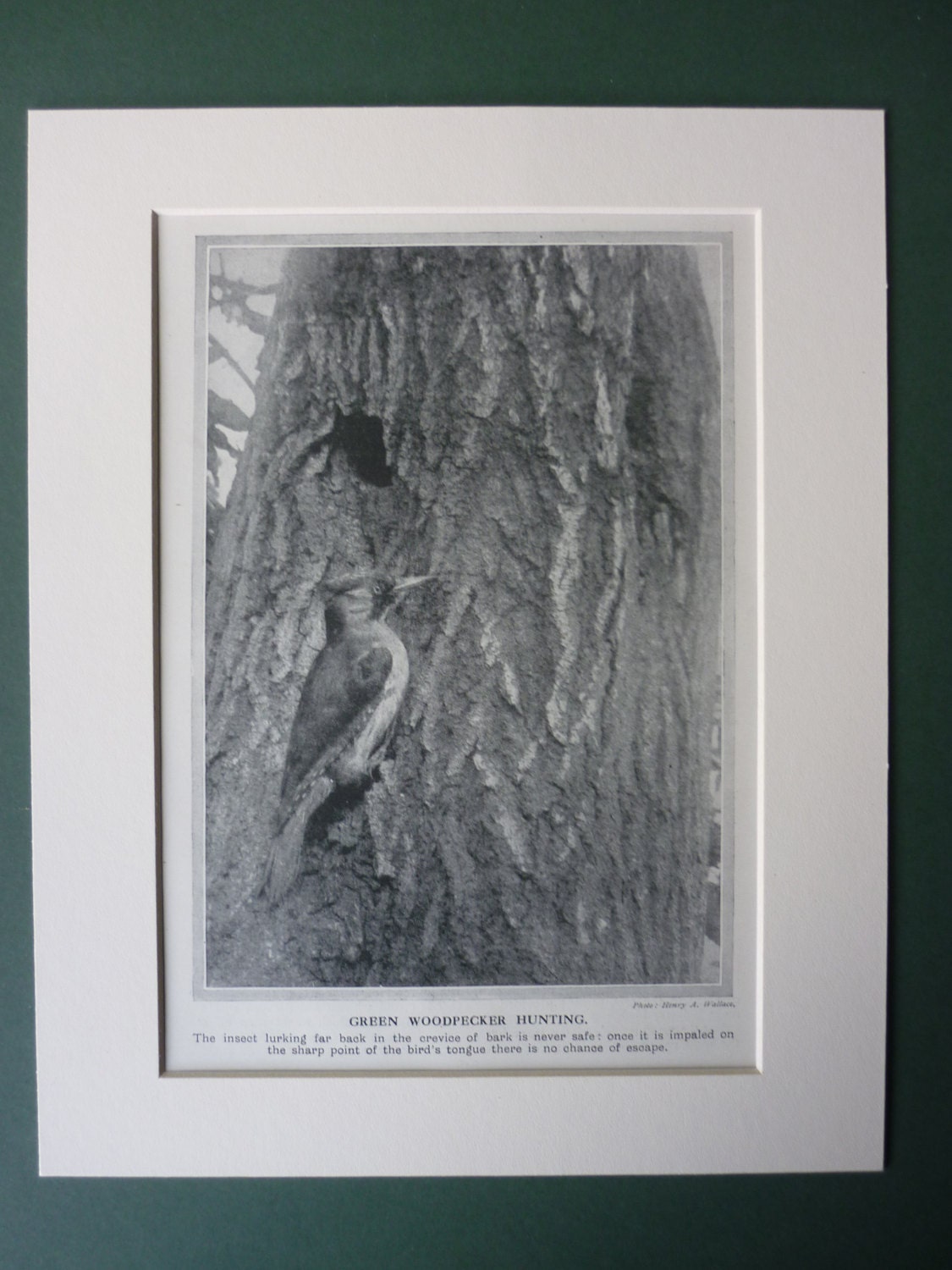 Image of 1920's Print Of A Green Woodpecker - Food Huntng Art Photography British Wildlife Ornithology Birds Nature